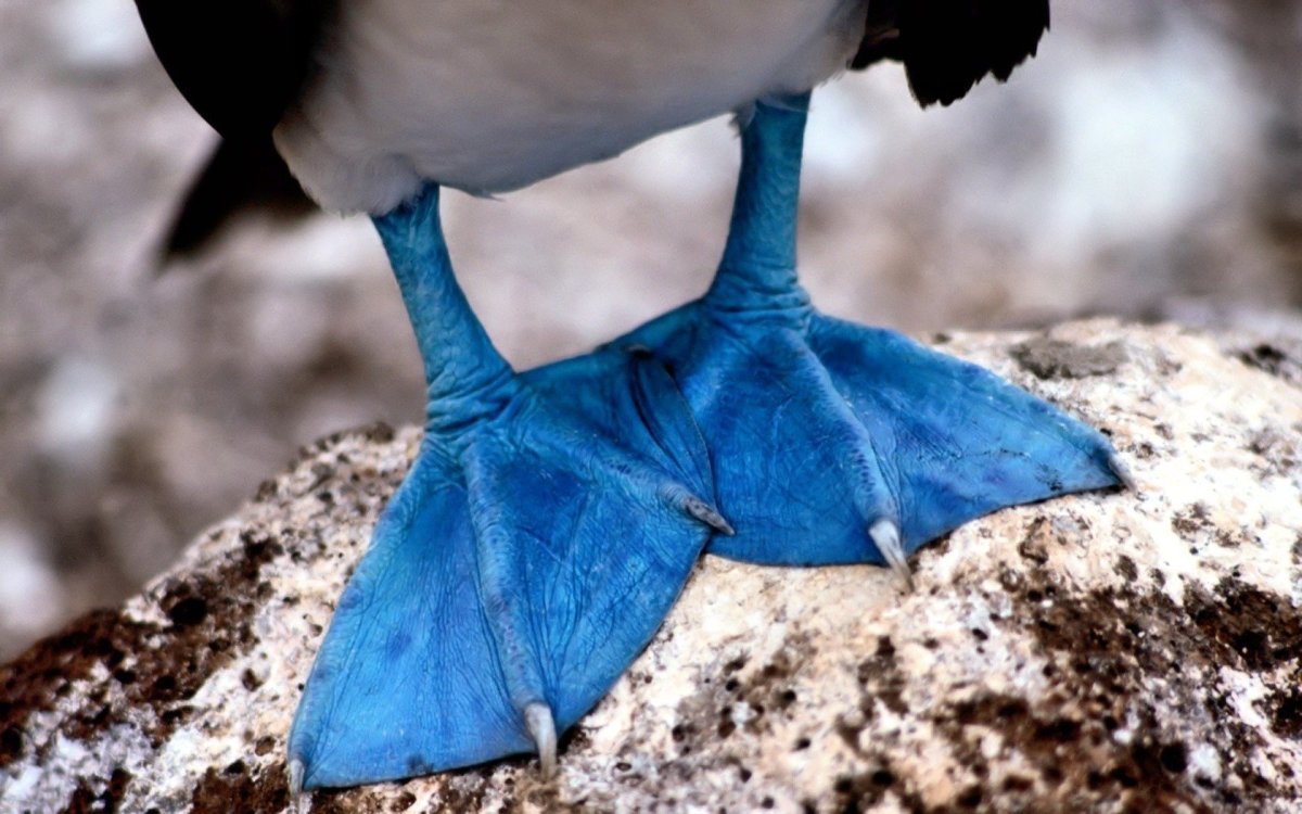 Как выглядят синие конечности