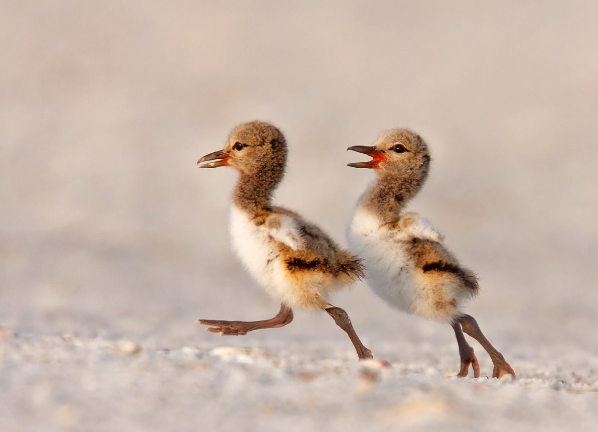 Жёлтые лапки у утки