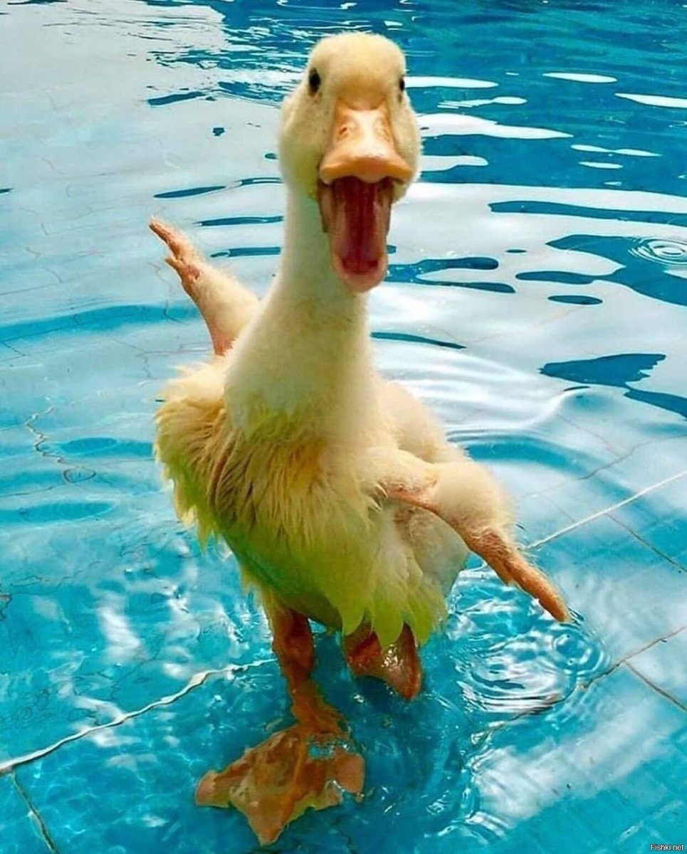 Лапы кряквы