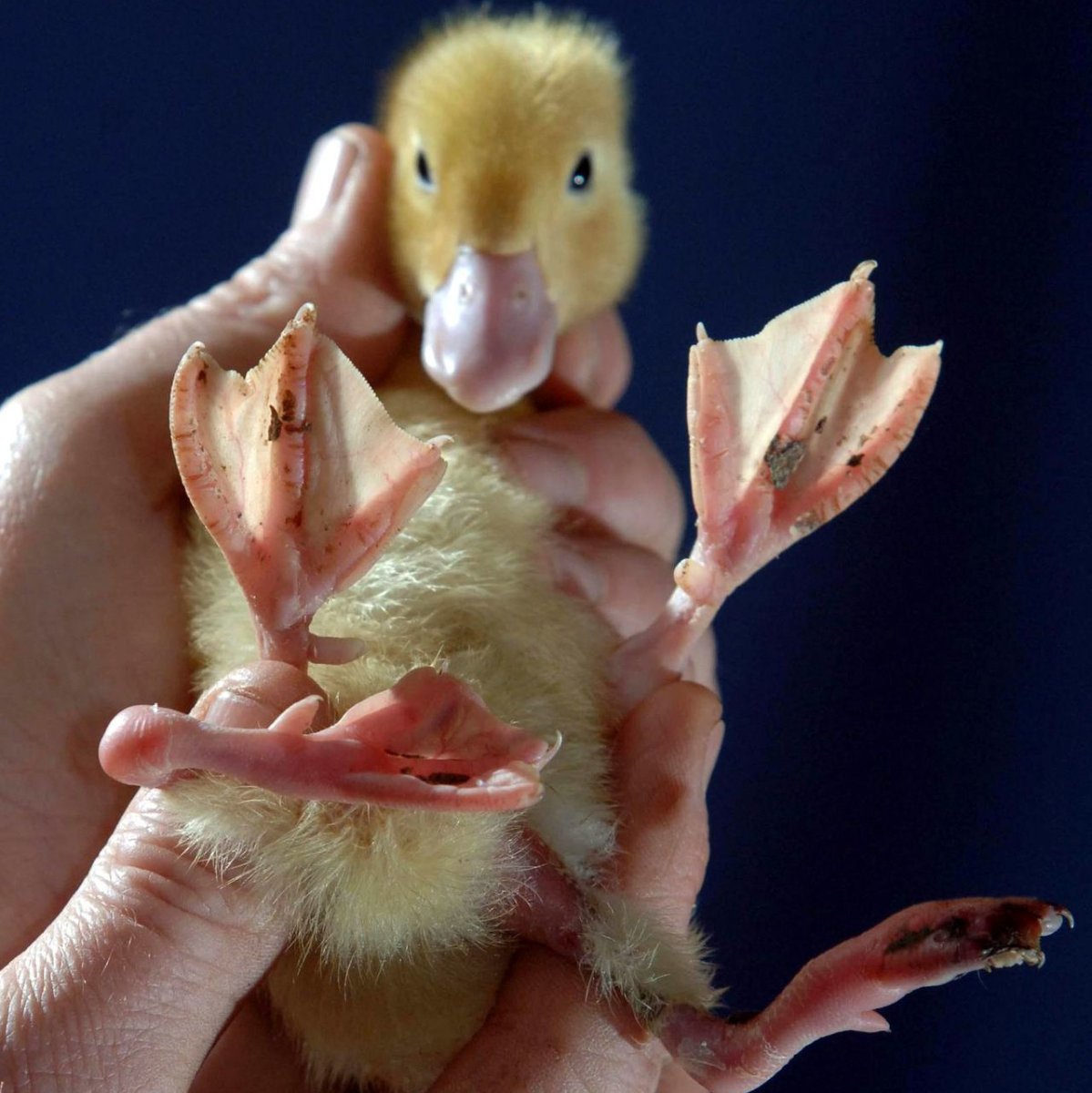 Цыпленок с четырьмя лапками