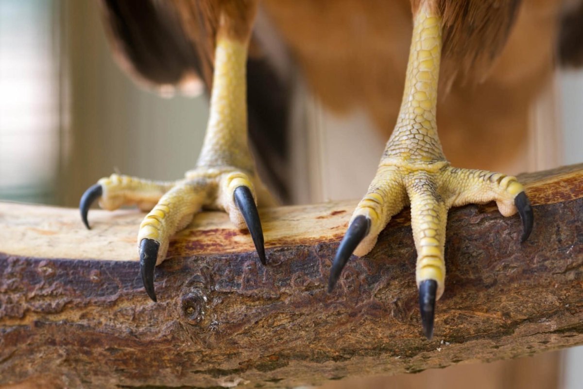 Морские обитатели на ножках