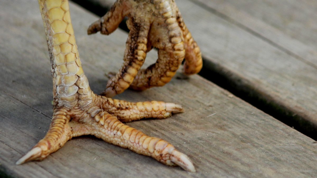 Утка ныряльщик