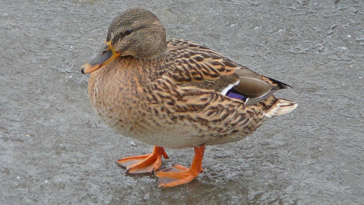 Милые утята