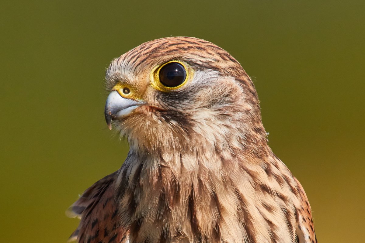 Обыкновенная пустельга