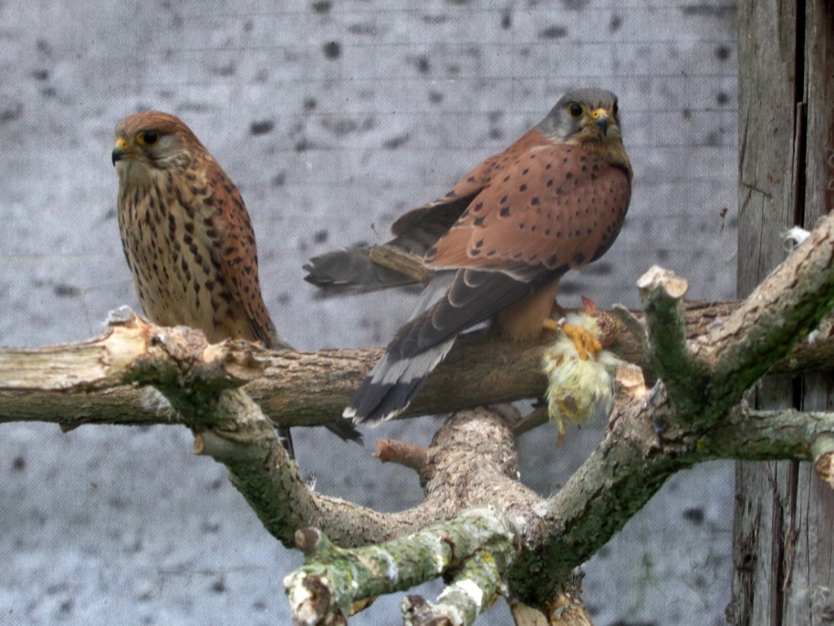 Пустельга Филин