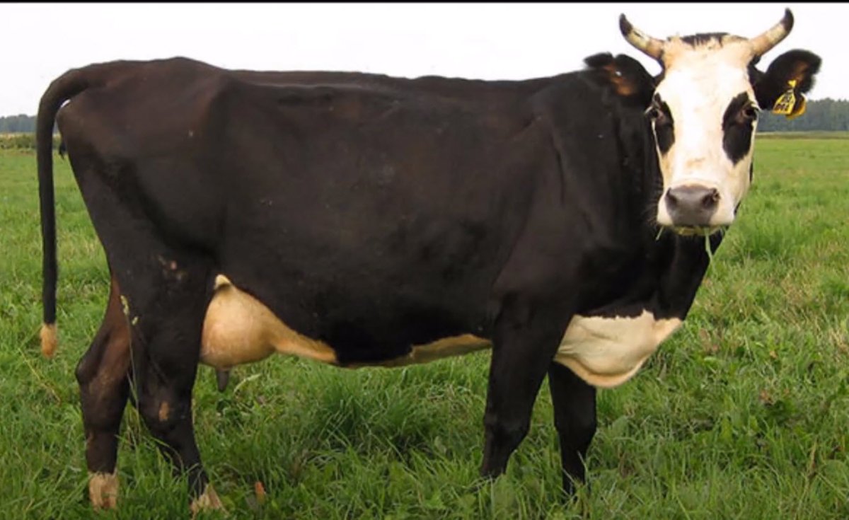 Ярославская корова