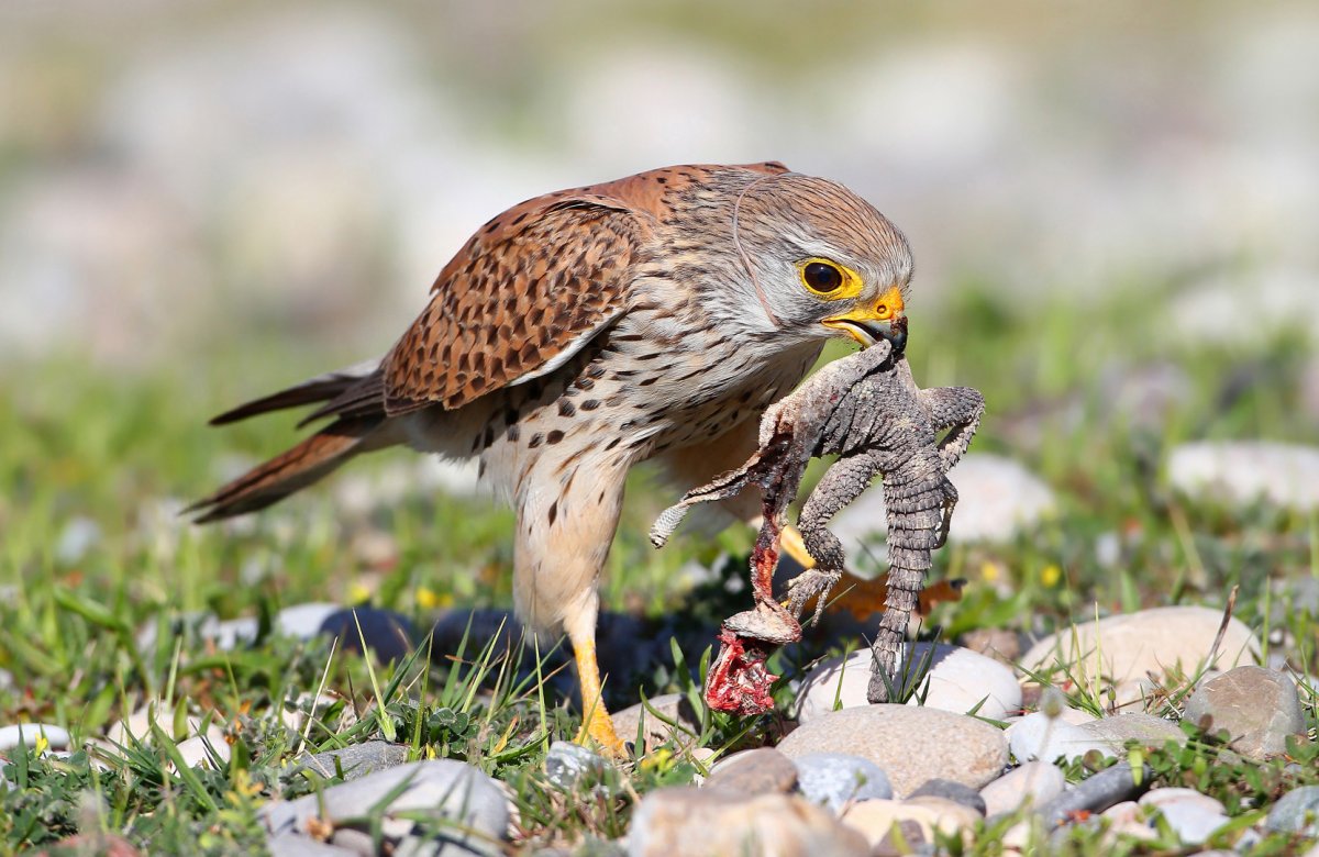 Воробьиная пустельга (Сокол)