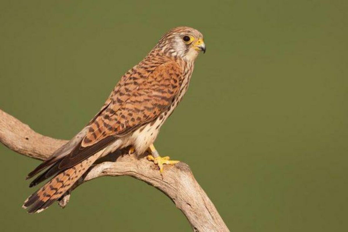 Воробьиная или американская пустельга вид хищных птиц рода Соколов