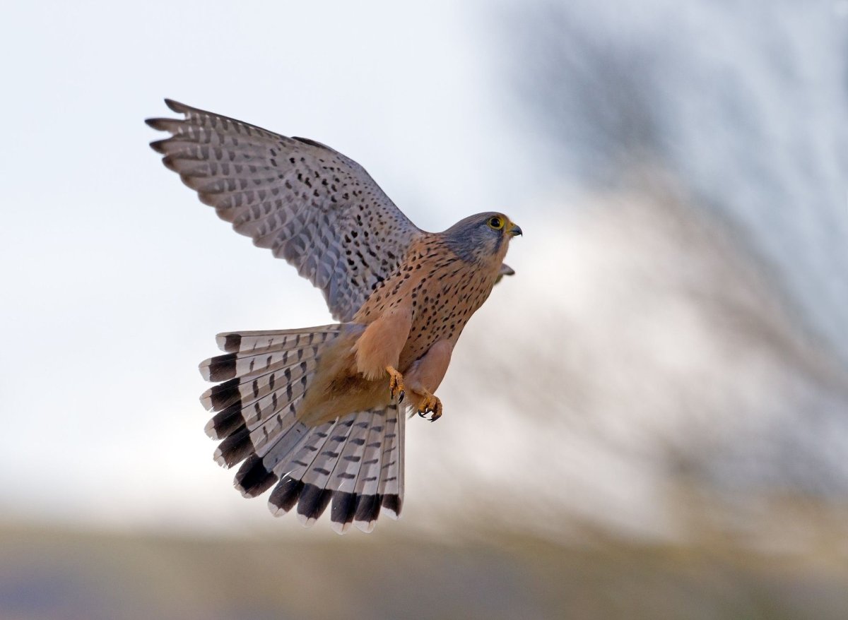 Американская пустельга птенец