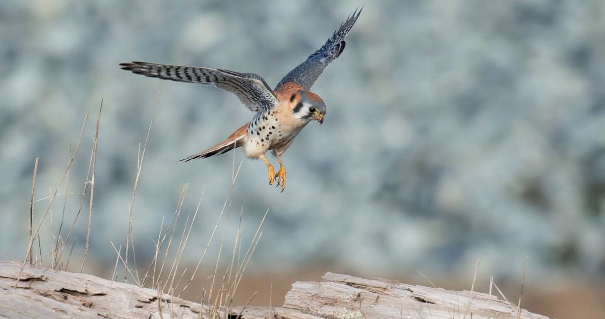Обыкновенная пустельга лапы