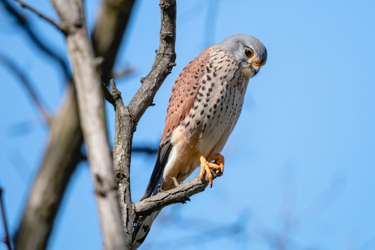 Пустельга рыжевато крапчатая