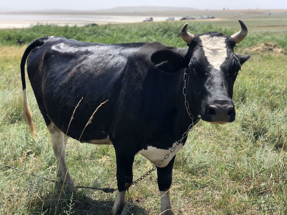 Бык Ярославской породы