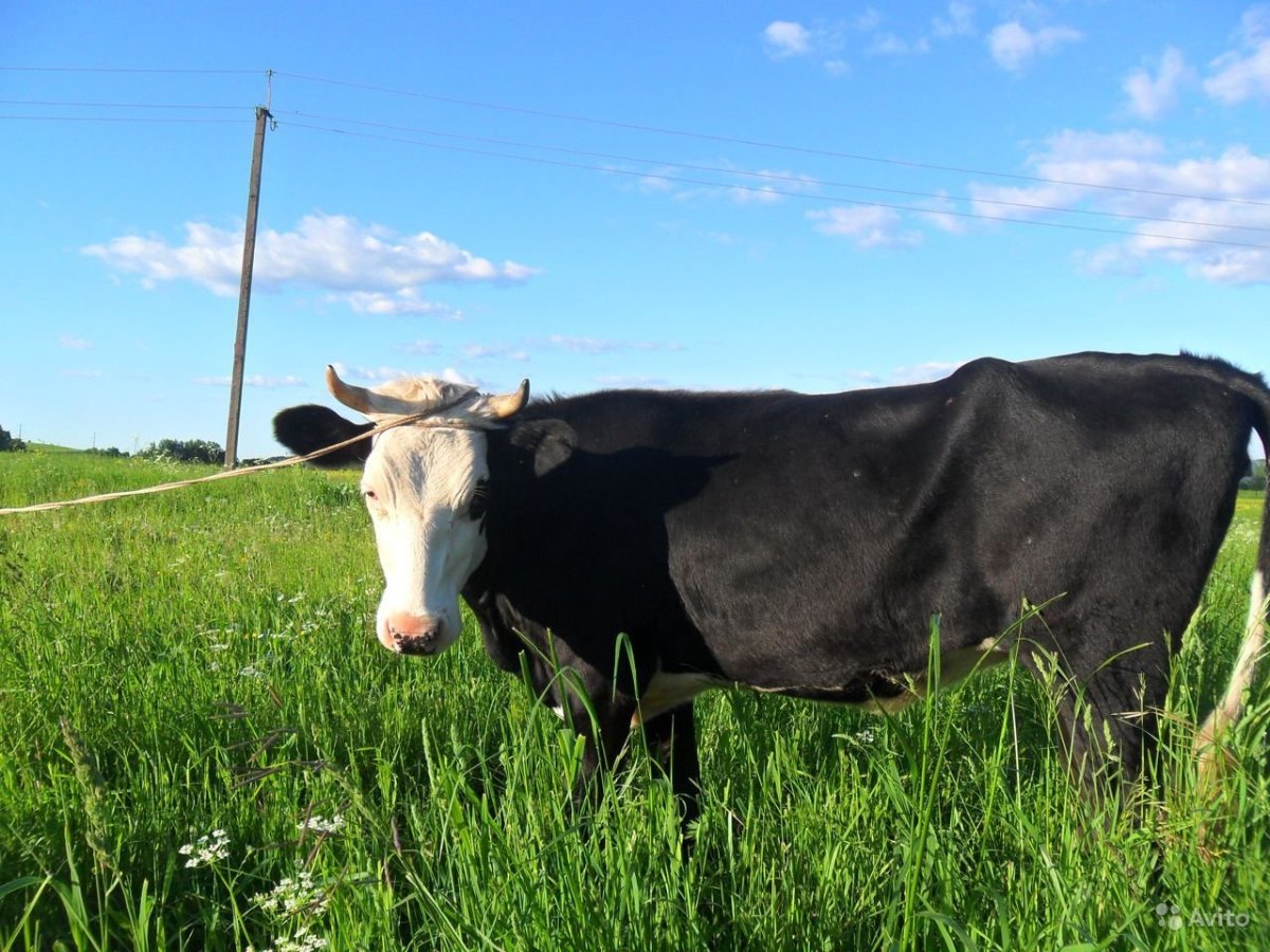 Порода коров Ярославка