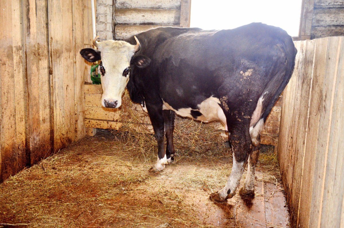 Ярославская корова