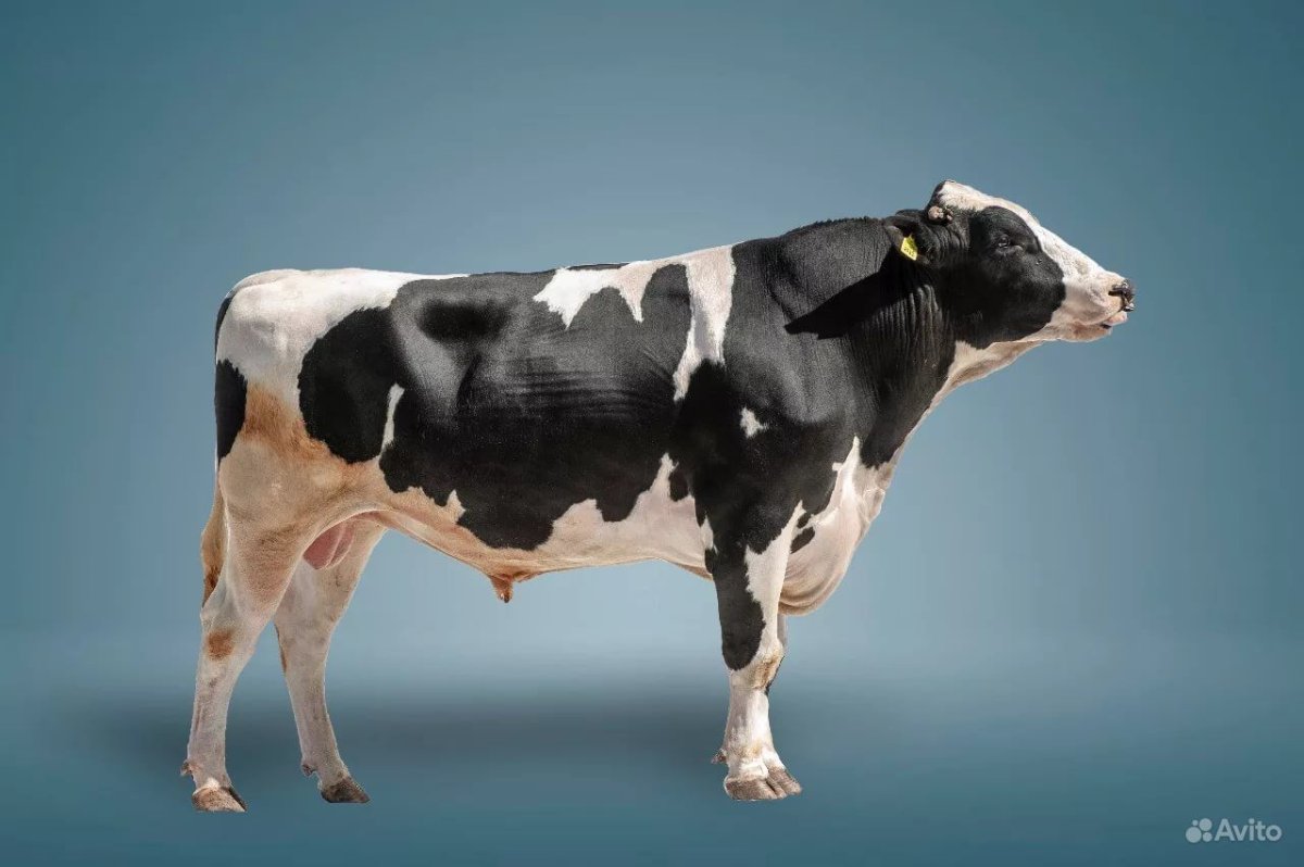 Порода коров голштино
