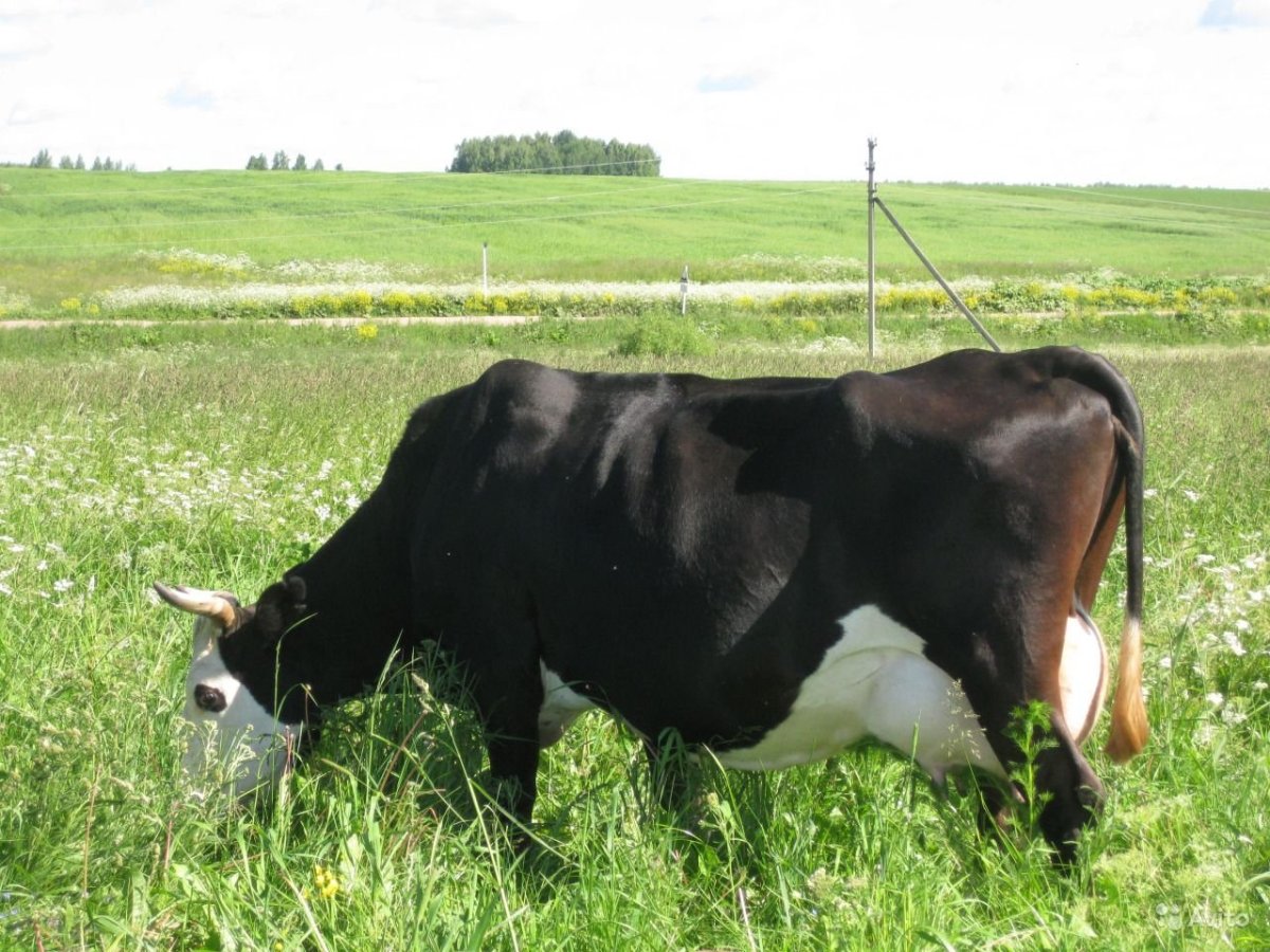 Порода коровы Голштинская Ярославская