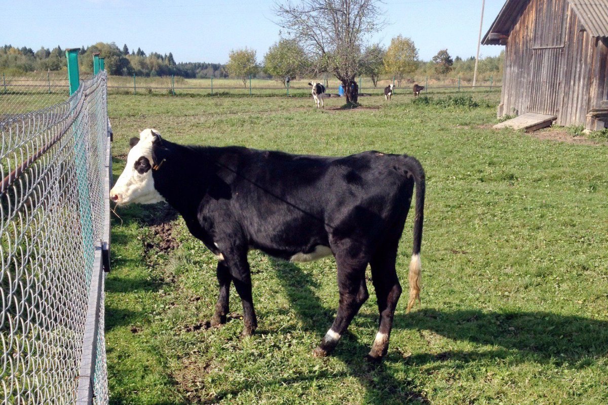 Ярославская порода коров