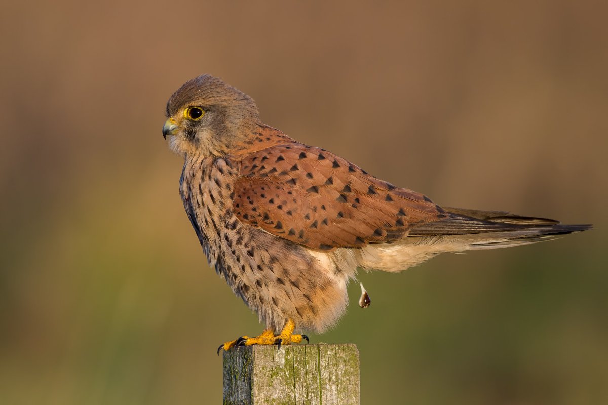 Молуккская пустельга