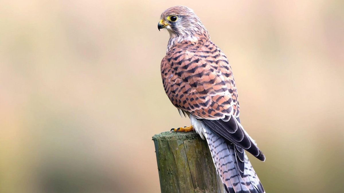 Австралийская пустельга