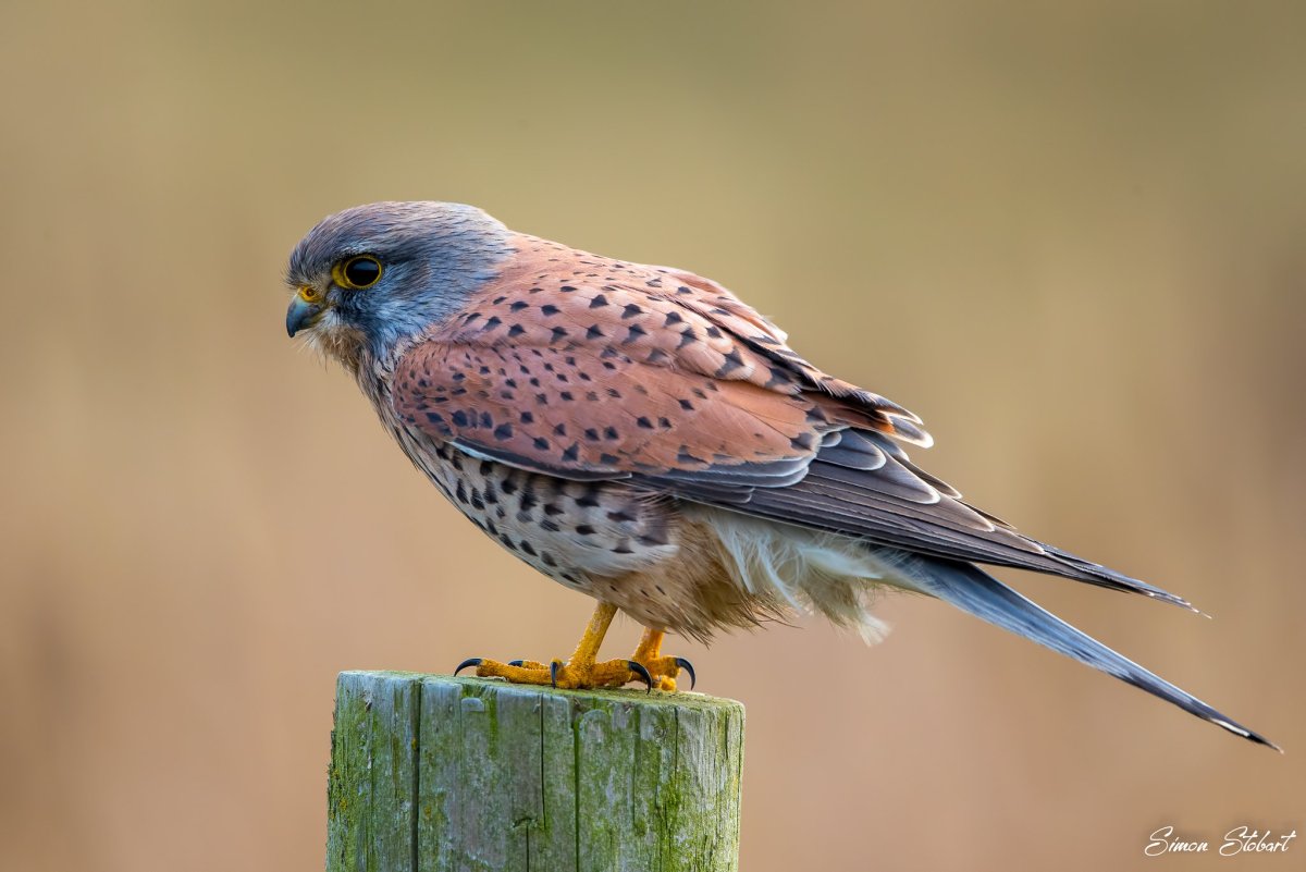 Сейшельская пустельга
