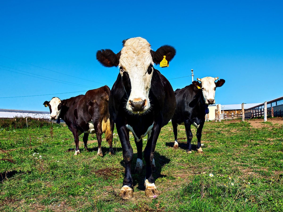 Ярославская порода коров