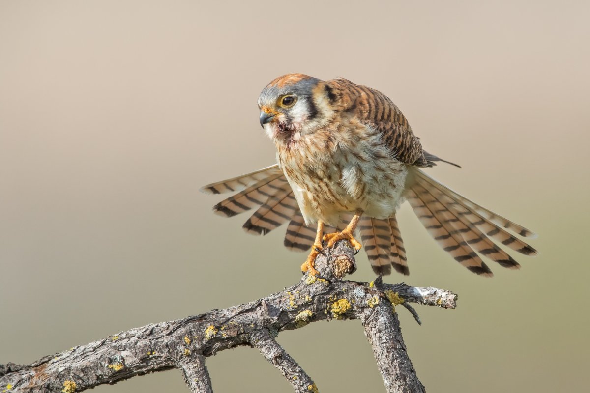 Молуккская пустельга