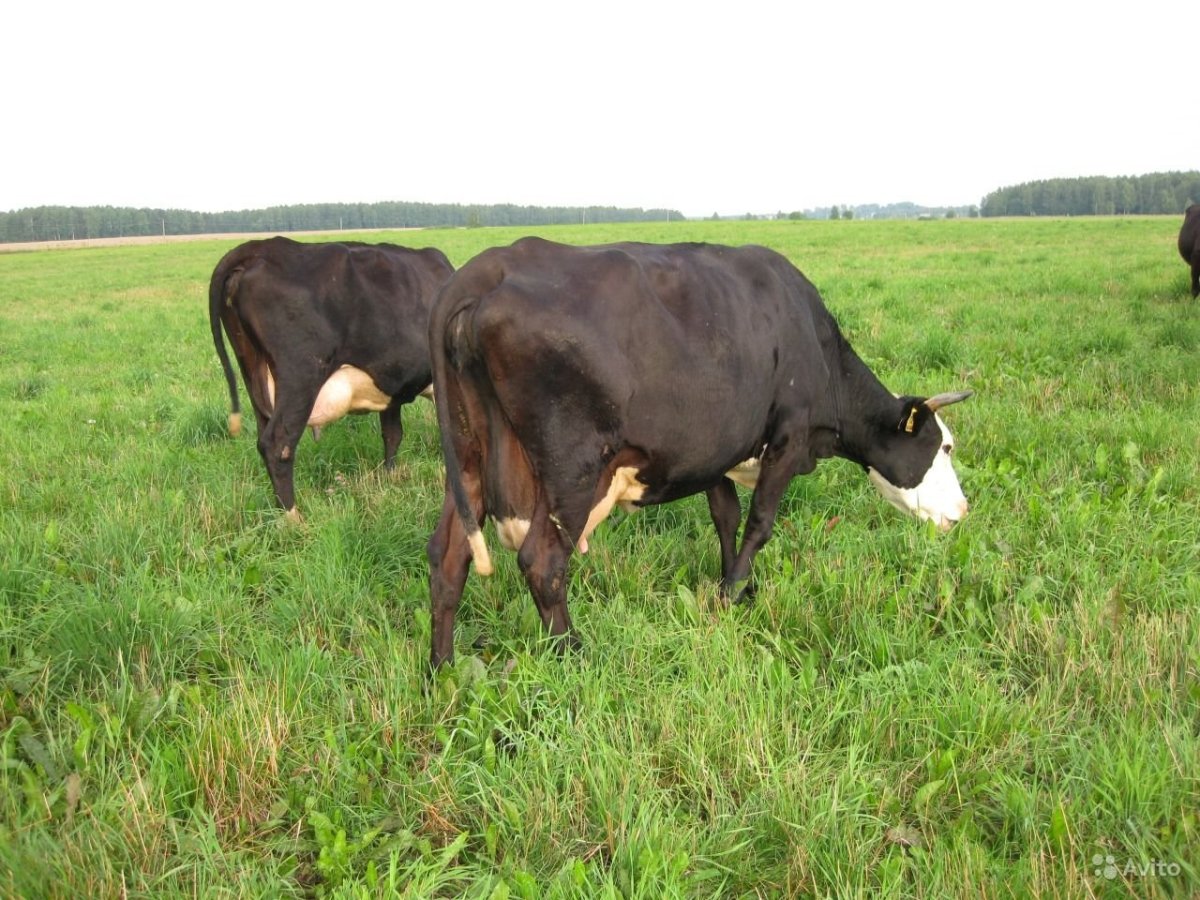 Порода коров Ярославка