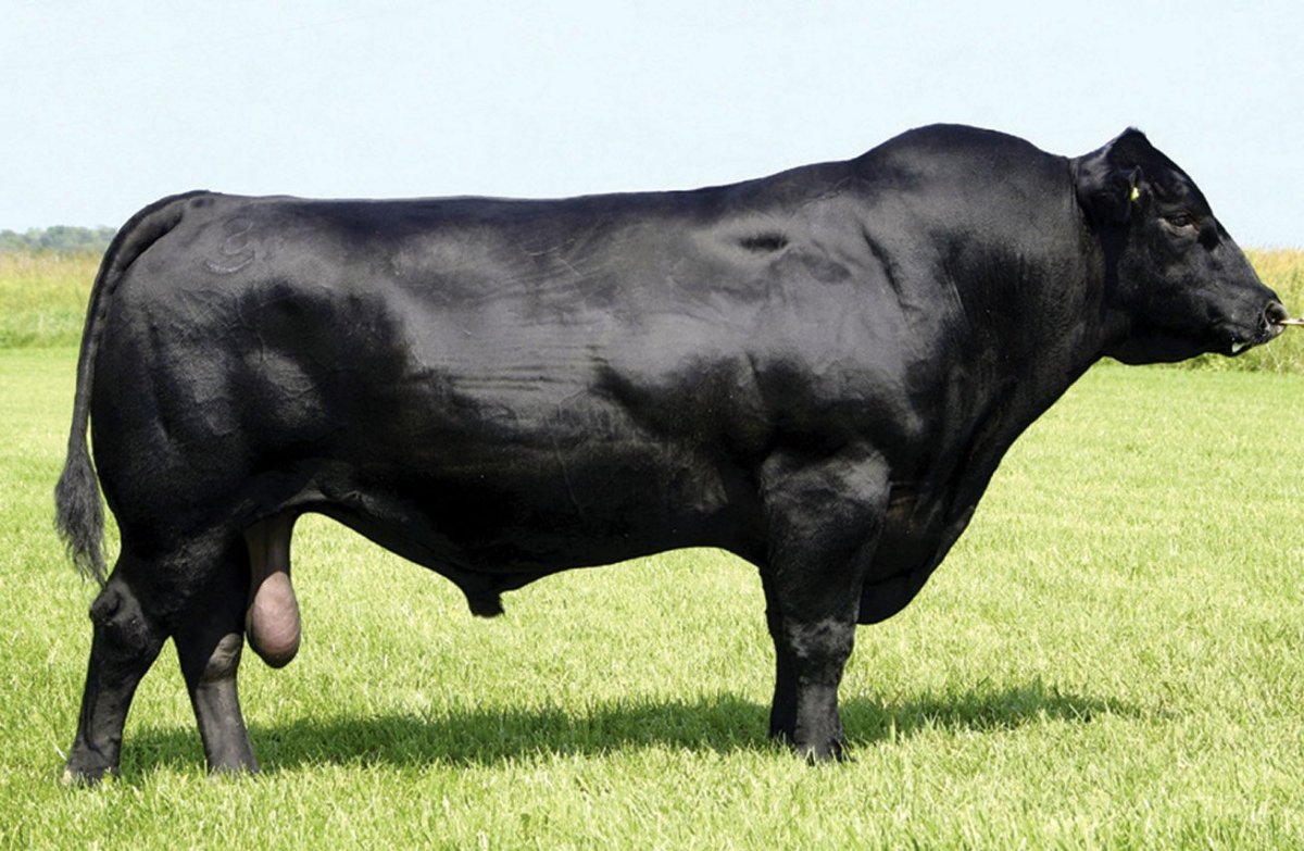 Абердин-ангусская порода красная