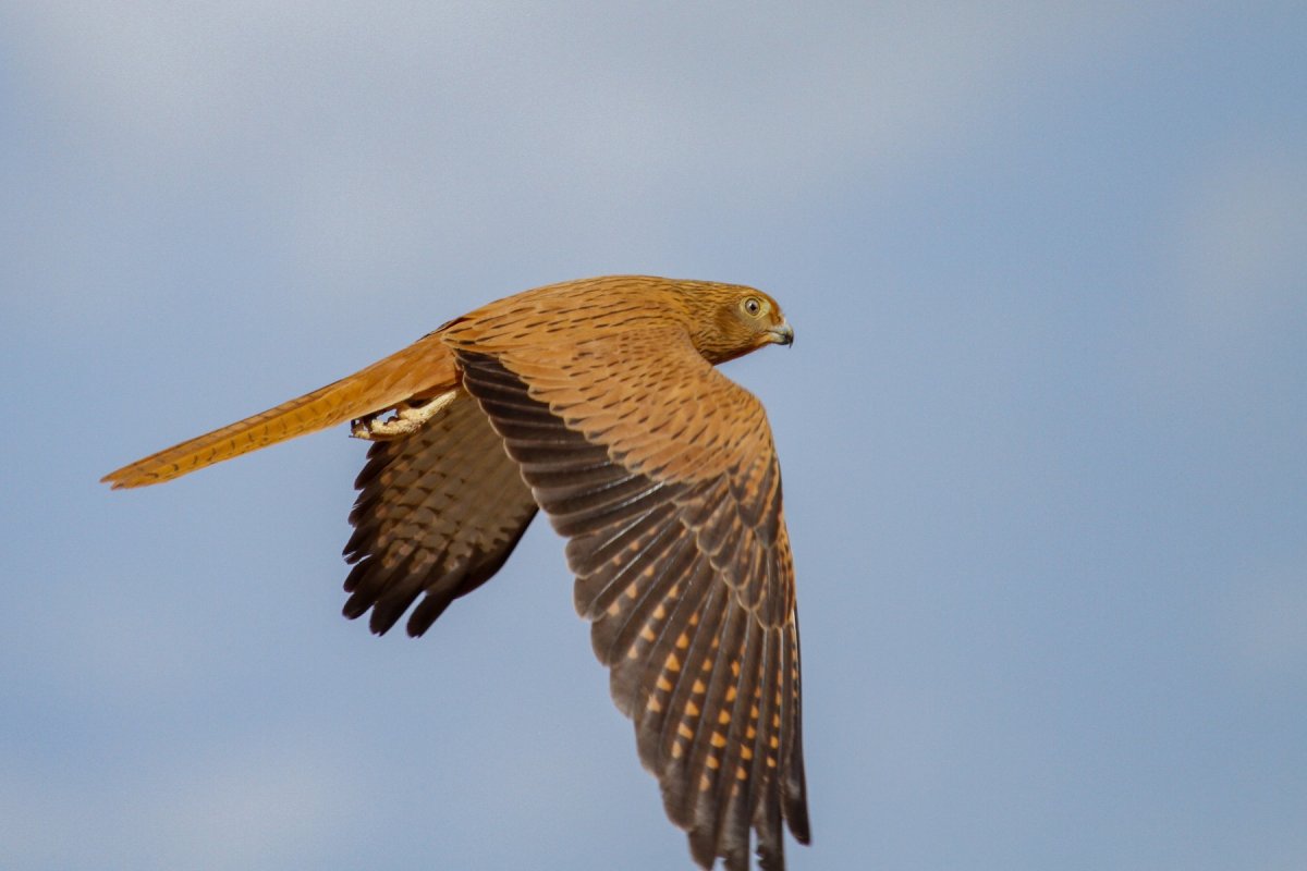 Мадагаскарская пустельга