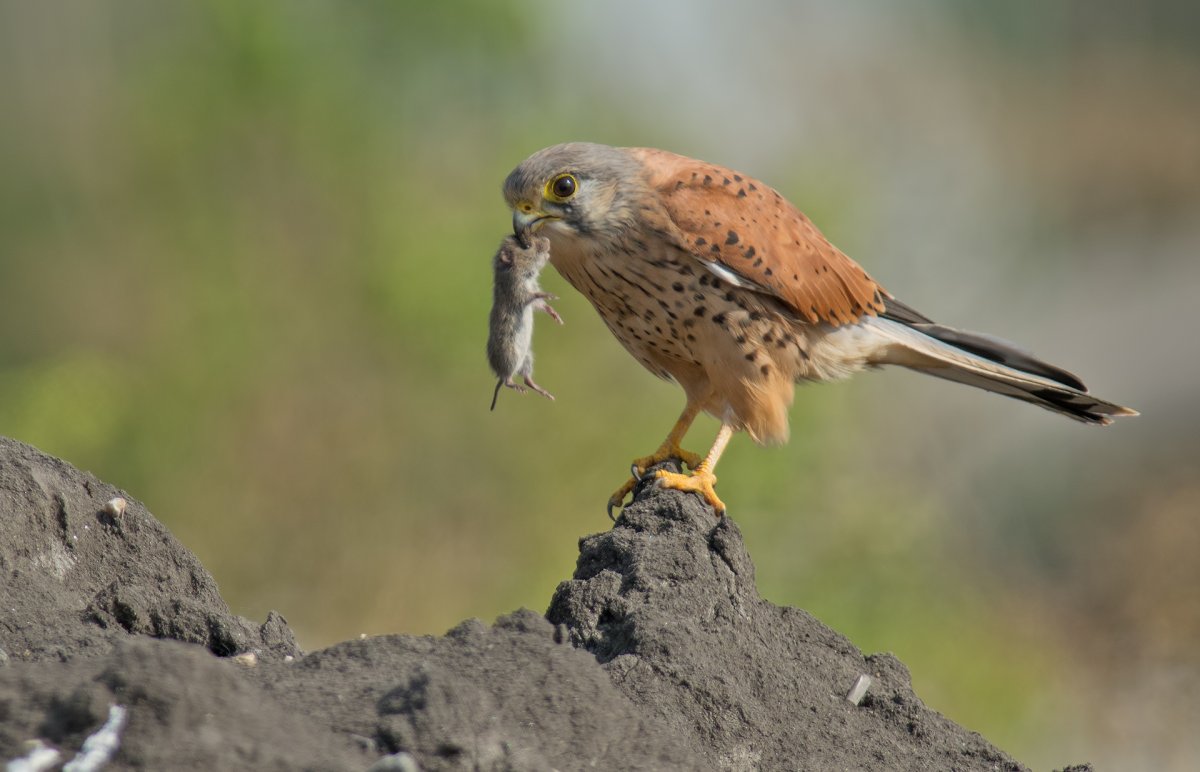 Сокол пустельга