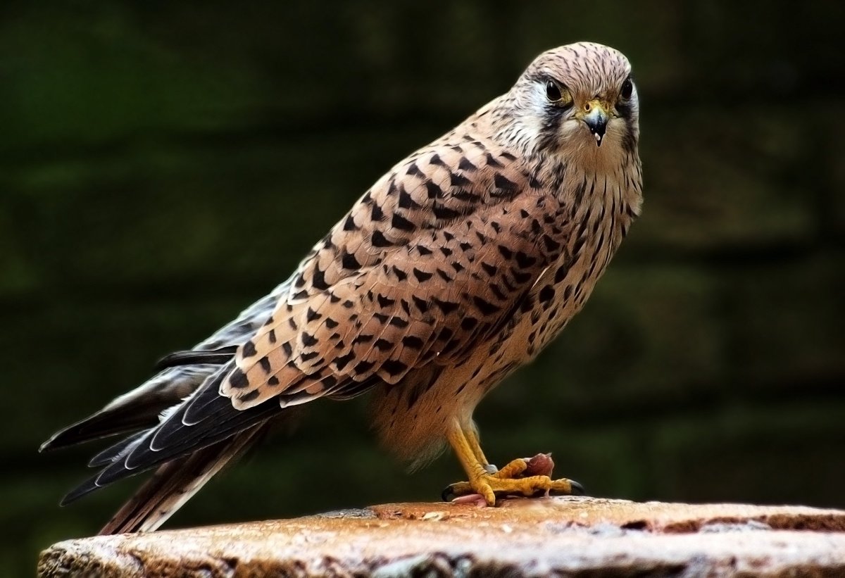 Сибил Тан пустельга