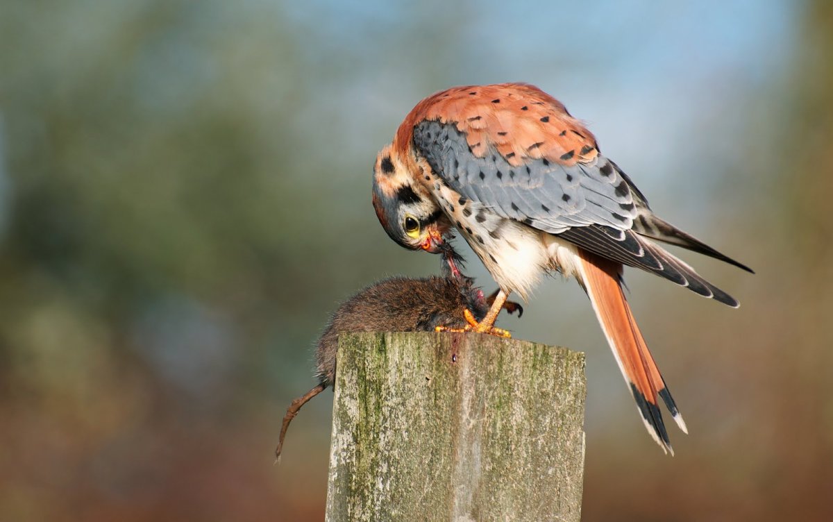 Обыкновенная пустельга самец