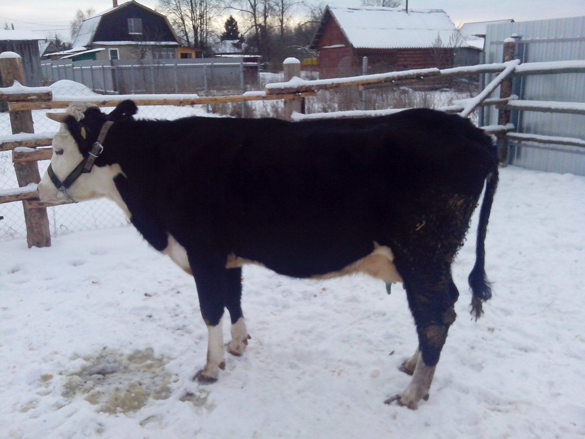 Ярославская порода коров масть