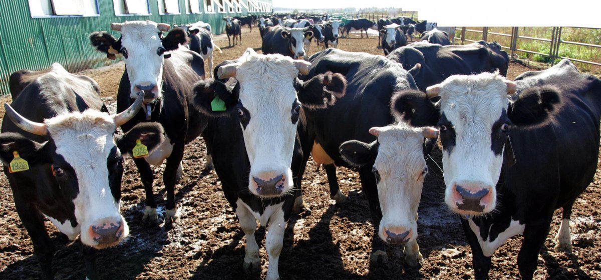 Ярославская порода крупного рогатого скота