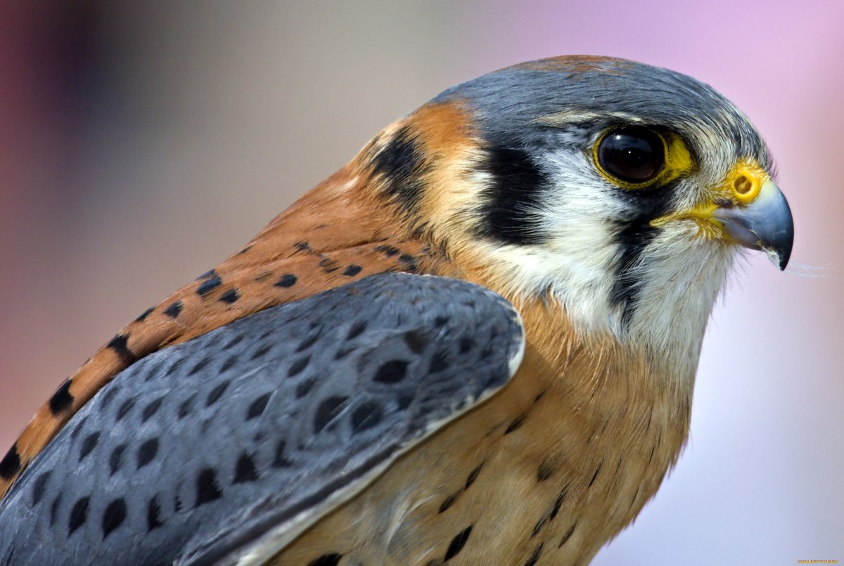 Сокол пустельга