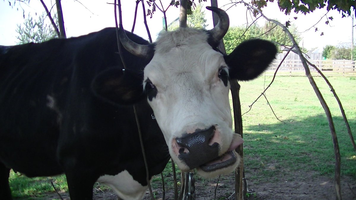 Ярославская порода крупного рогатого скота