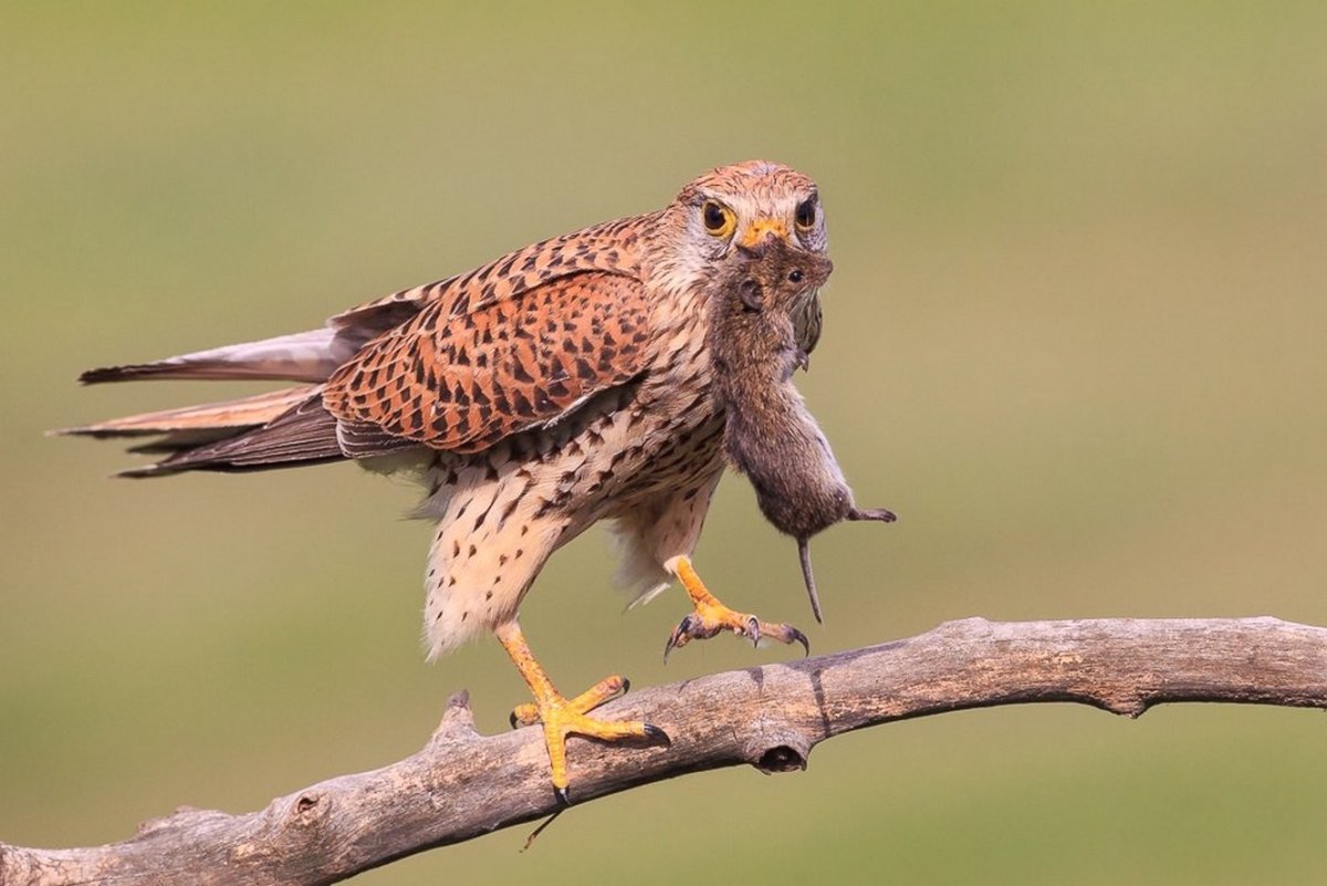 Пустельга Сибирская