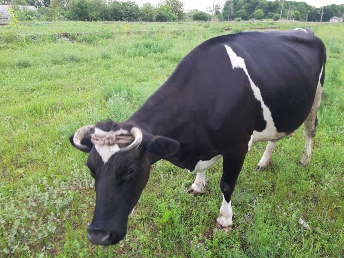 Ярославская порода коров