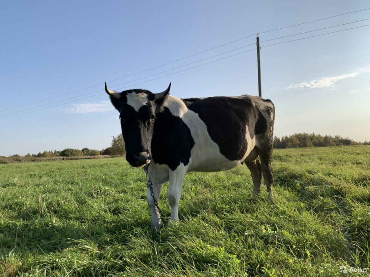 Ярославская порода коров