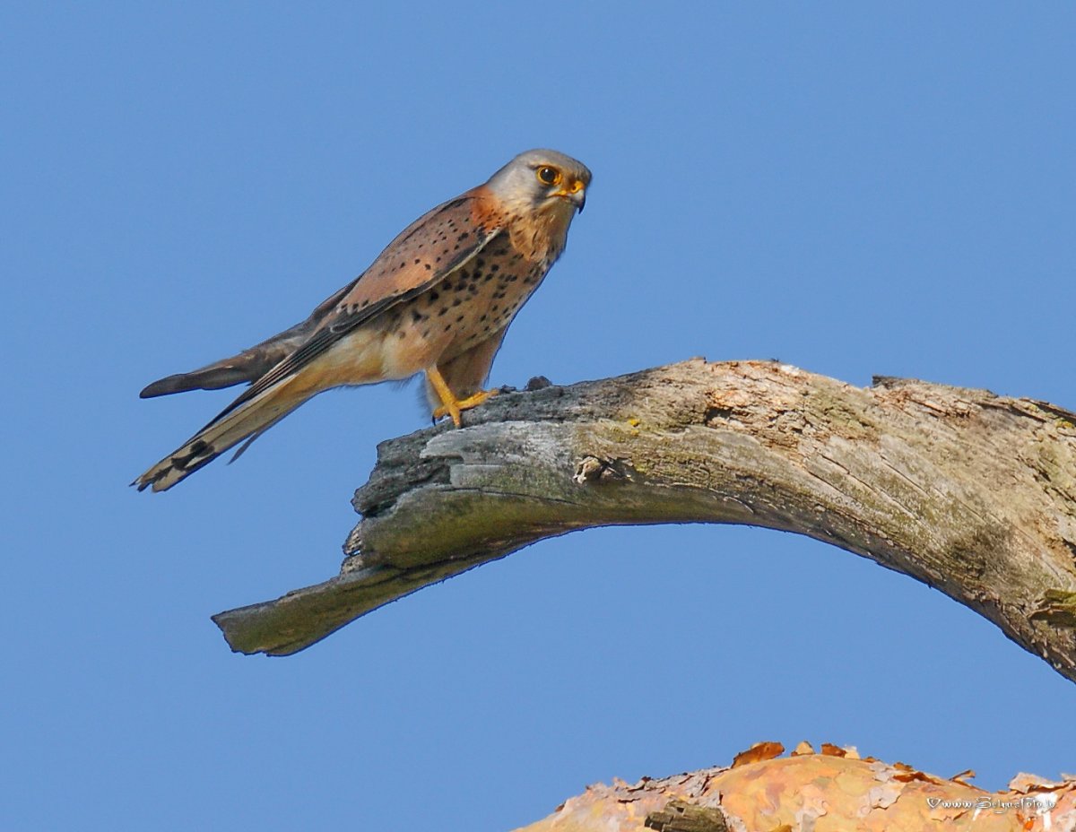 Сокол пустельга