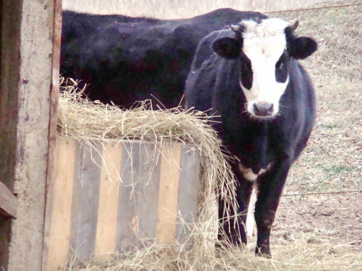 Ярославская порода коров