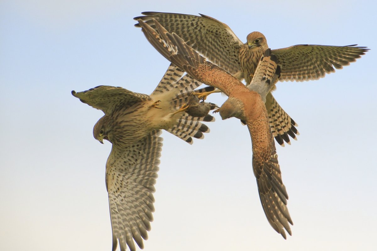 Американская пустельга птенец