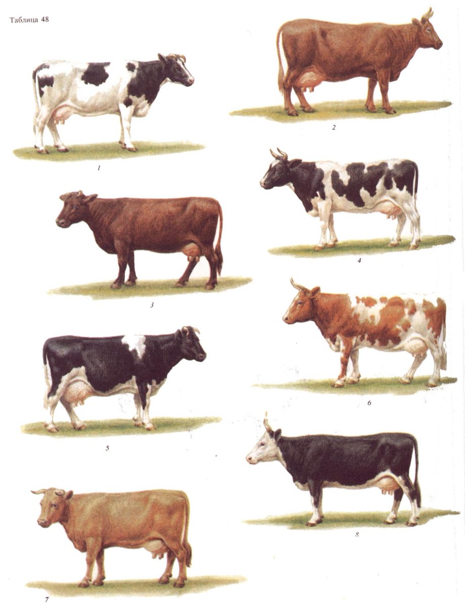 Красная Степная Холмогорская порода коров