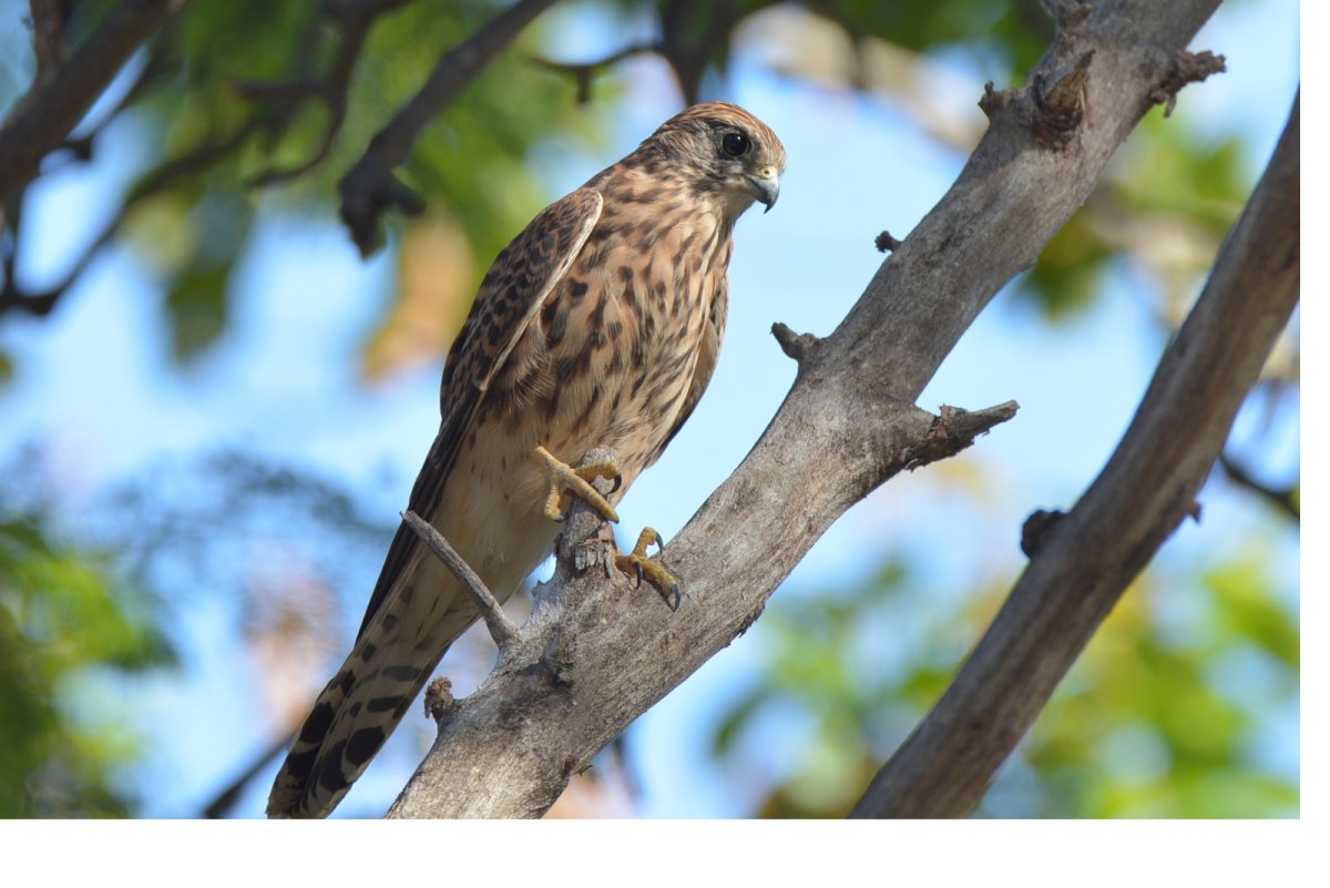 Лисья пустельга