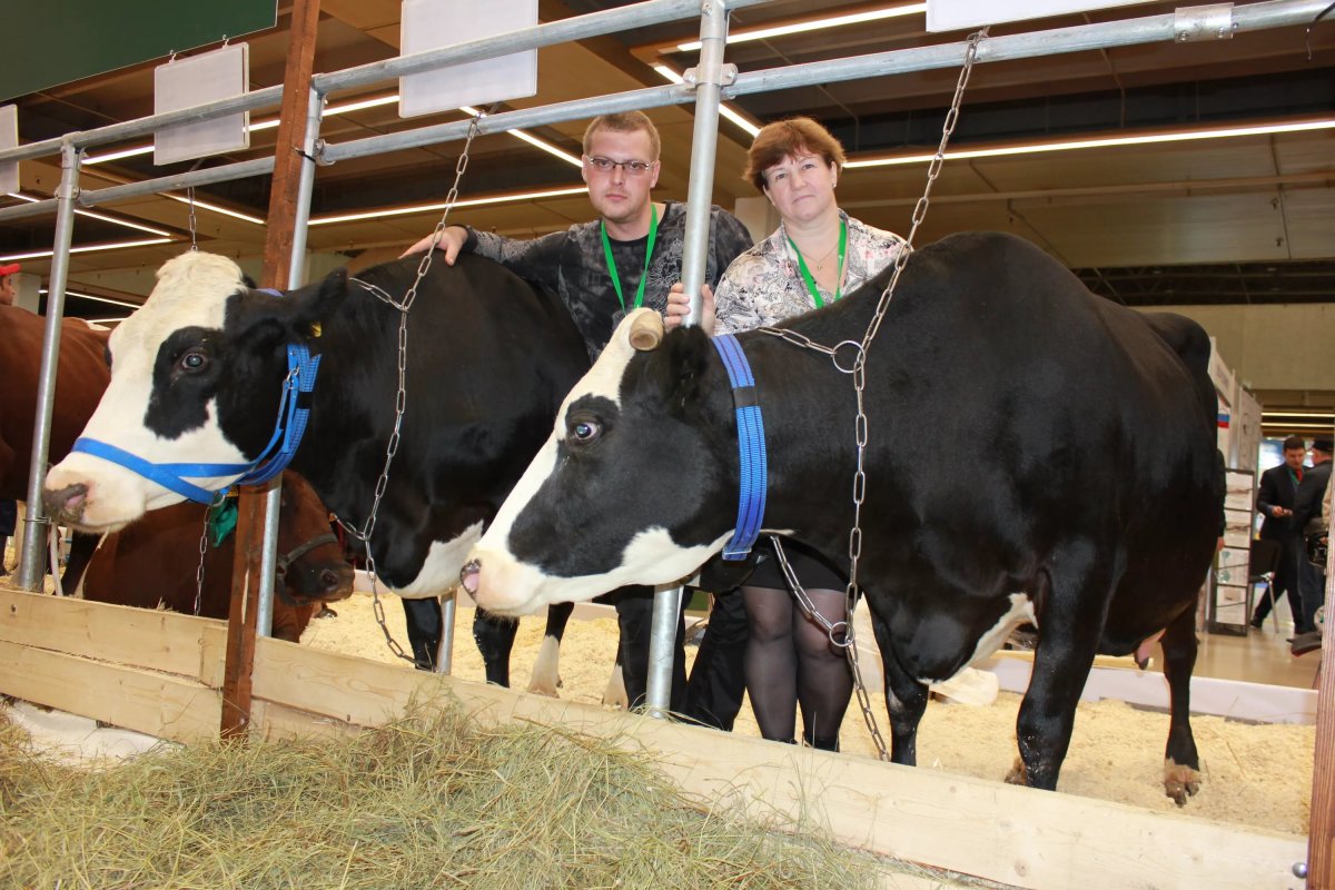 Порода коров Ярославка