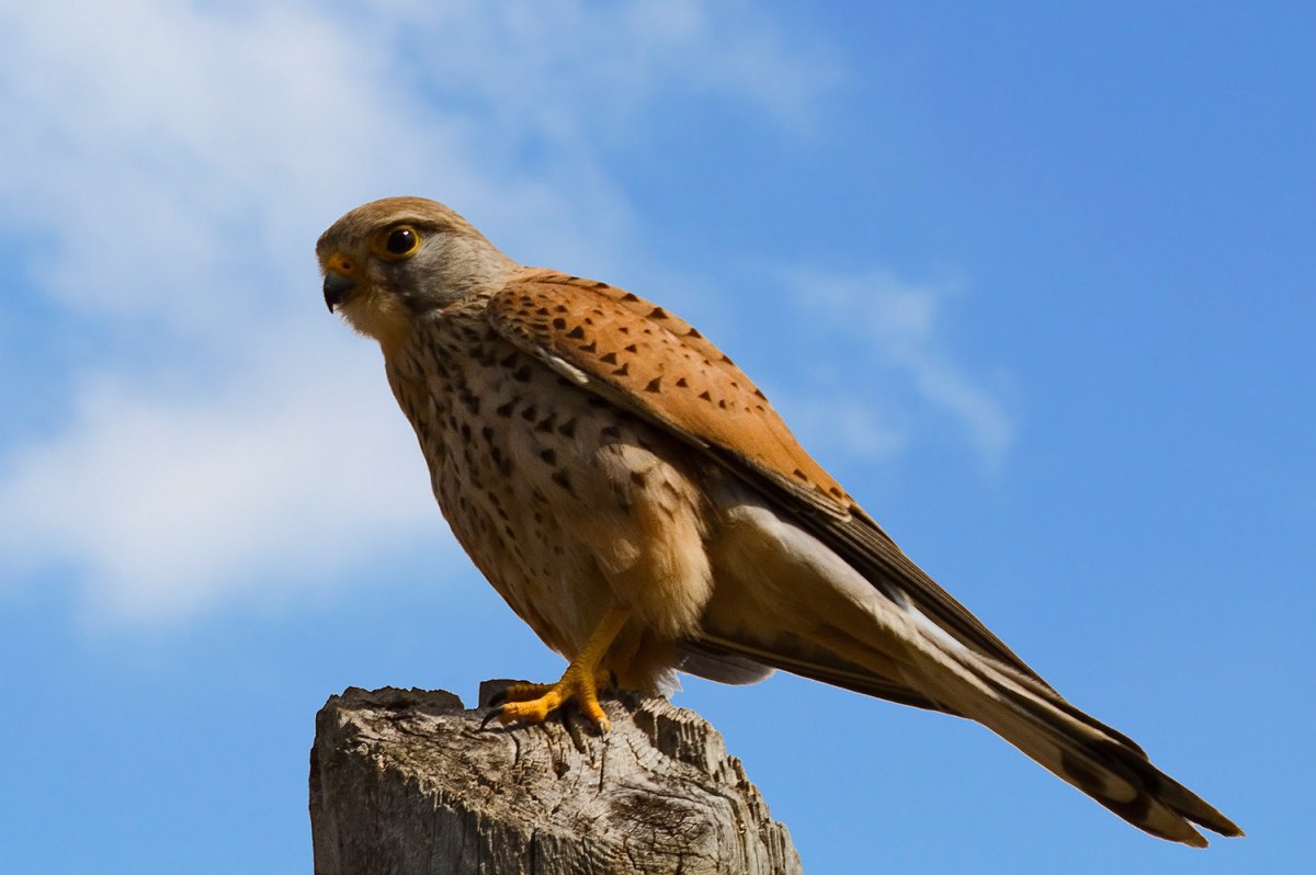 Воробьиная пустельга