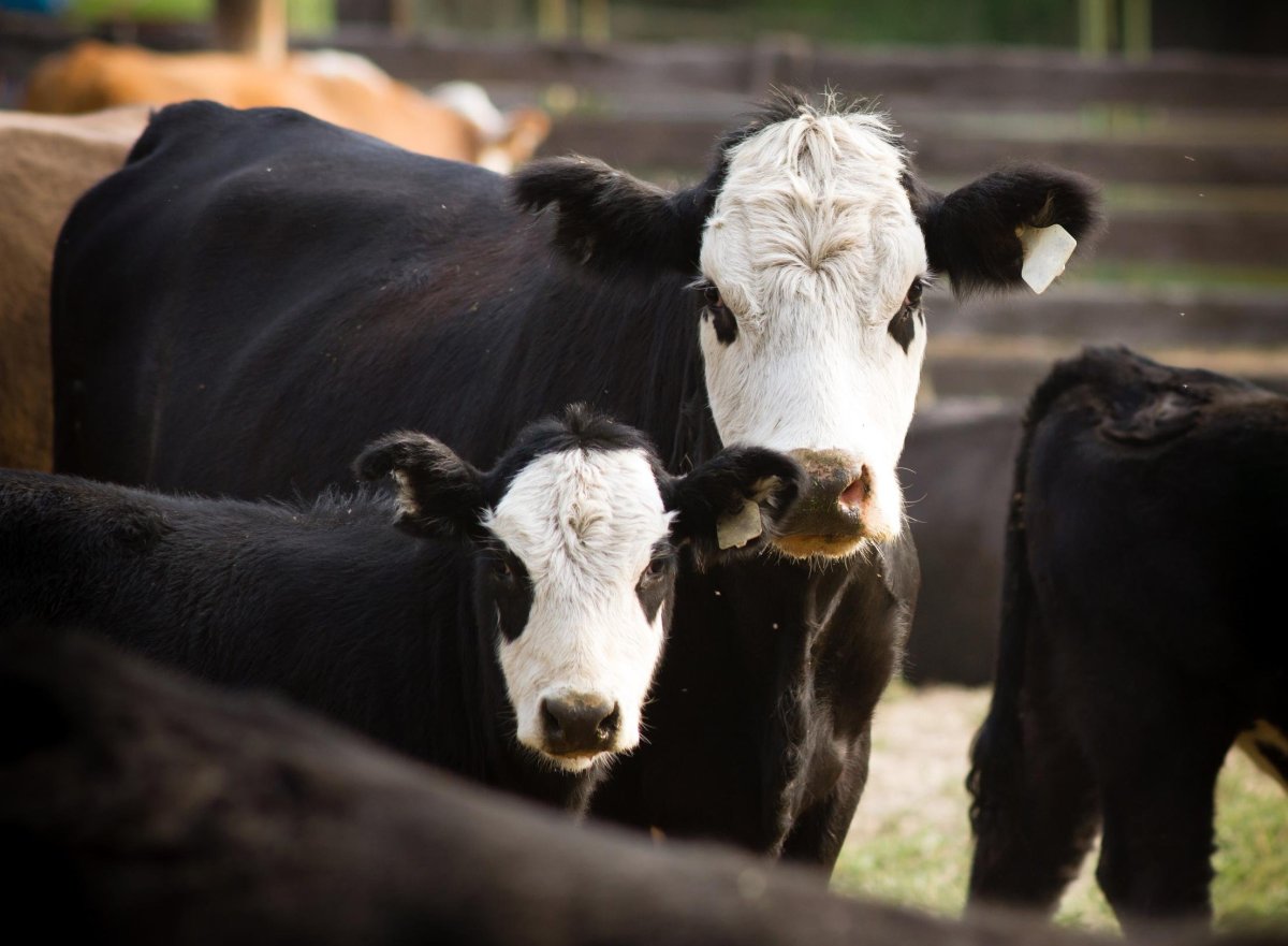Ярославские белоголовые коровы