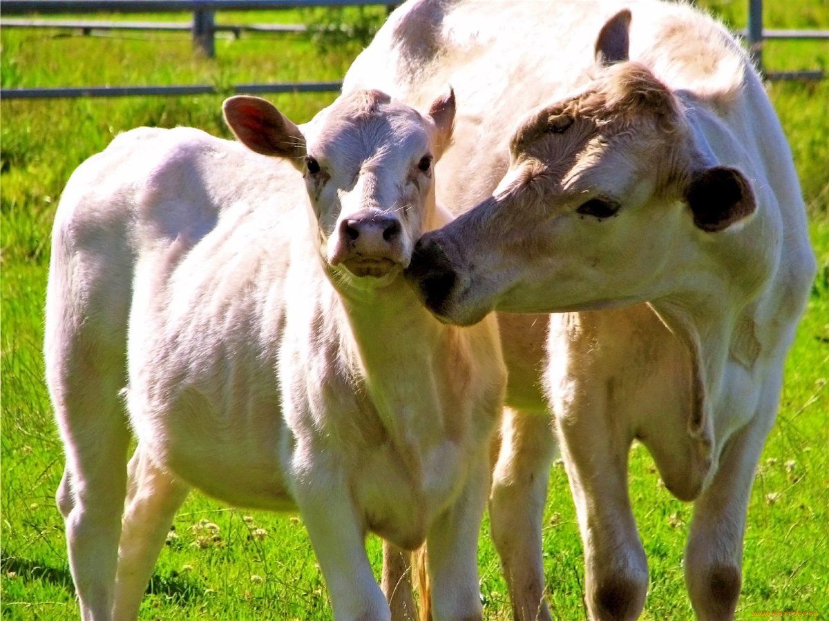 Коровы и телята