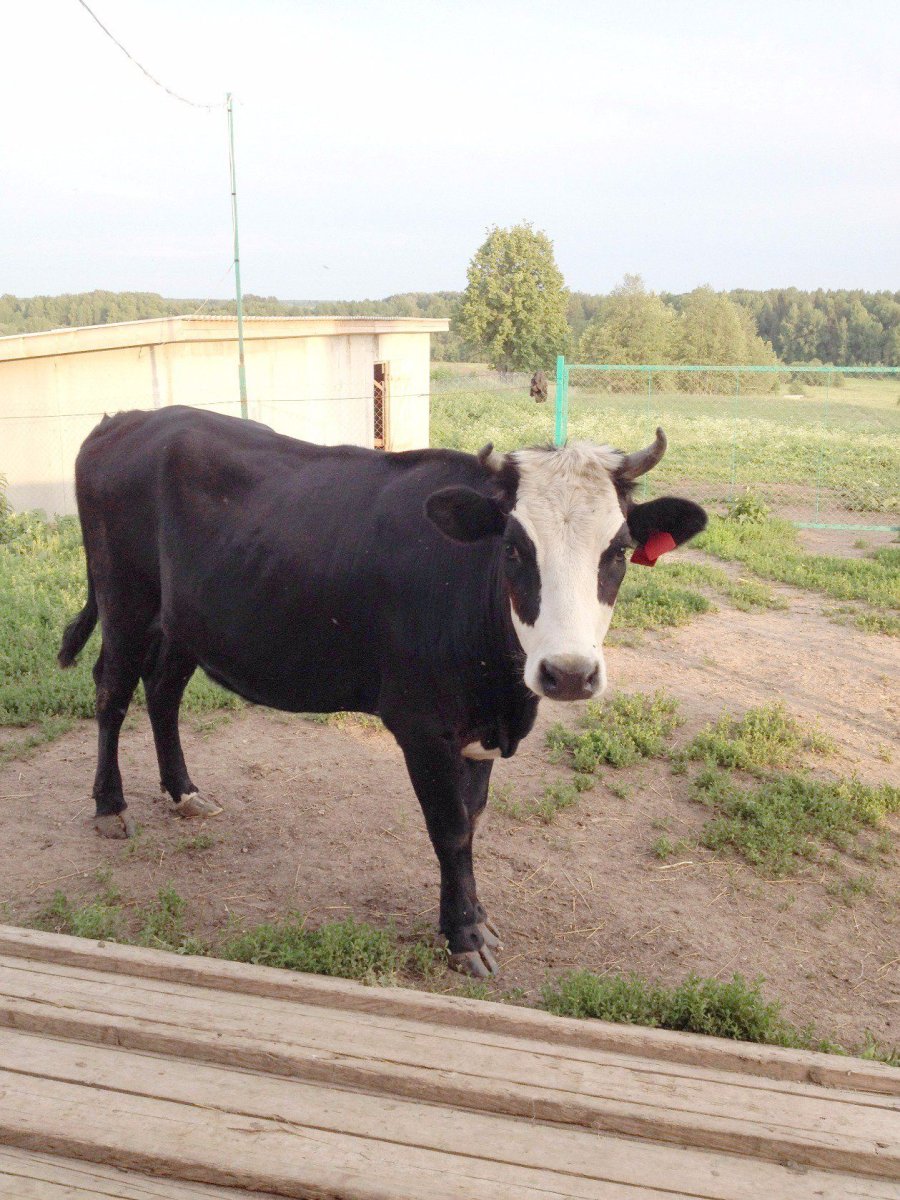 Ярославская порода крупного рогатого скота