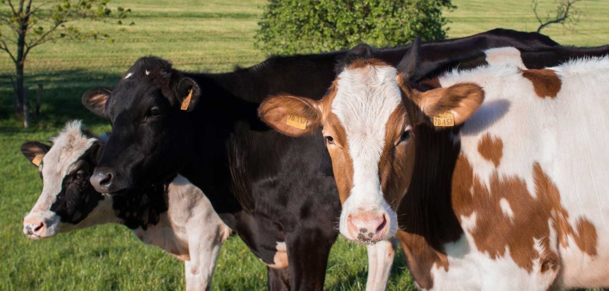 Высокопродуктивные коровы